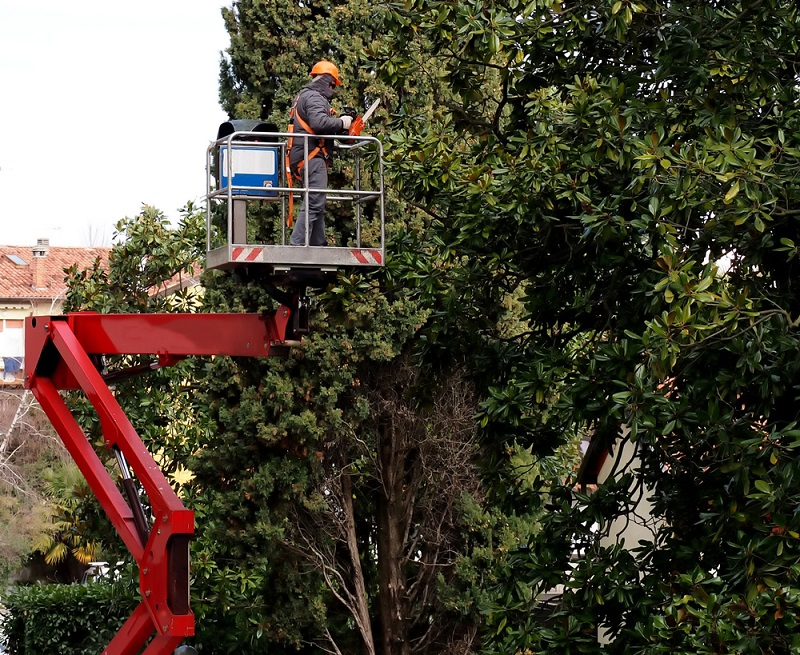 tree-pruning-service